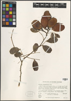 Schotia brachypetala Sond. [family FABACEAE]