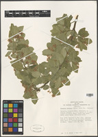 Euonymus fortunei (Turcz.) Hand.-Mazz. cv. sarcoxie [family CELASTRACEAE]