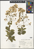 Lagerstroemia indica L. [family LYTHRACEAE]