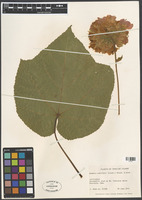 Dombeya wallichii (Lindl.) Baill. [family MALVACEAE]
