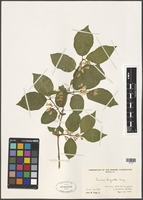 Filed as Lonicera chrysantha Turcz. ex Ledeb [family CAPRIFOLIACEAE]