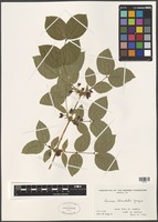 Filed as Lonicera standishii Jacques [family CAPRIFOLIACEAE]
