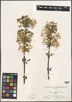 Filed as Viburnum farreri Stearn fo. album [family VIBURNACEAE]