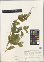 Filed as Duranta erecta L. [family VERBENACEAE]