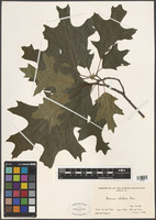 Quercus velutina Lam. [family FAGACEAE]