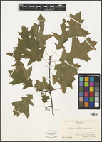 Quercus palustris Munchh. [family FAGACEAE]