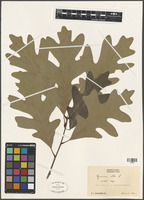 Quercus alba L. [family FAGACEAE]