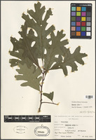 Quercus alba L. [family FAGACEAE]