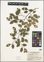 Nothofagus antarctica (G. Forst.) Oerst. [family NOTHOFAGACEAE]