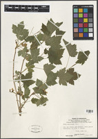 Filed as Ribes americanum Mill. [family GROSSULARIACEAE]