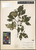 Cotoneaster foveolatus Rehder & E.H. Wilson [family ROSACEAE]