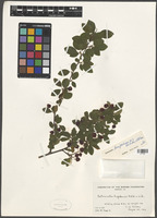 Cotoneaster hupehensis Rehder & E.H. Wilson [family ROSACEAE]