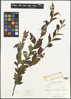 Cotoneaster acuminatus Lindl. [family ROSACEAE]