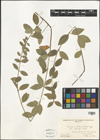 Euonymus fortunei (Turcz.) Hand.-Mazz. [family CELASTRACEAE]