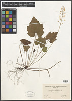 Tiarella cordifolia L. [family SAXIFRAGACEAE]