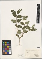 Filed as Lonicera chrysantha? Turcz. ex Ledeb [family CAPRIFOLIACEAE]