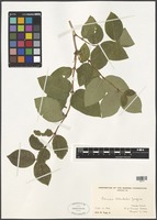 Filed as Lonicera standishii Jacques [family CAPRIFOLIACEAE]