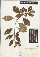 Filed as Viburnum farreri Stearn [family VIBURNACEAE]