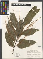 Filed as Castanea crenata Siebold & Zucc. [family FRAGACEAE]