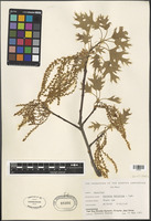 Quercus velutina Lam. [family FAGACEAE]