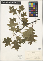 Quercus palustris Munchh. [family FAGACEAE]