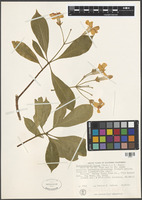 Filed as Hymenosporum flavum (Hook.) F. Muell. [family PITTOSPORACEAE]