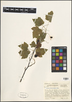 Filed as Ribes americanum Mill. [family GROSSULARIACEAE]
