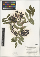 Sorbus aucuparia L. [family ROSACEAE]