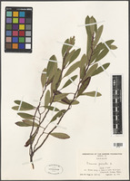 Prunus pumila L. [family ROSACEAE]