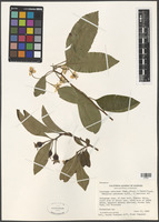 Crataegus pubescens (C. Presl) C. Presl [family ROSACEAE]
