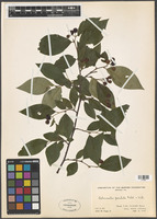 Cotoneaster foveolatus Rehder & E.H. Wilson [family ROSACEAE]