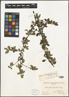 Cotoneaster hupehensis Rehder & E.H. Wilson [family ROSACEAE]