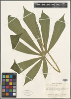 Manihot esculenta Crantz [family EUPHORBIACEAE]