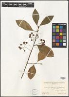 Euonymus fortunei (Turcz.) Hand.-Mazz. [family CELASTRACEAE]