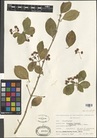 Euonymus fortunei (Turcz.) Hand.-Mazz. var. vegatus [family CELASTRACEAE]