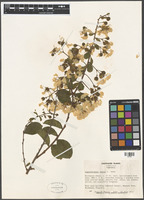 Lagerstroemia indica L. [family LYTHRACEAE]