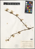 Filed as Lonicera standishii Jacques [family CAPRIFOLIACEAE]