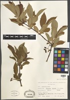 Filed as Viburnum farreri Stearn cv. album [family VIBURNACEAE]