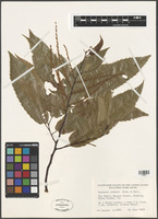 Filed as Castanea crenata Siebold & Zucc. [family FRAGACEAE]