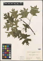 Quercus palustris Munchh. [family FAGACEAE]