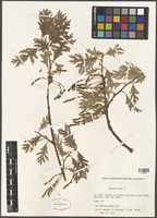 Quercus alba L. [family FAGACEAE]