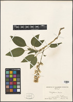 Filed as Phytolacca dioica L. [family PHYTOLACCACEAE]