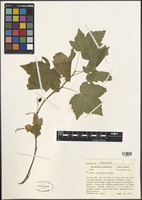 Filed as Ribes americanum Mill. [family GROSSULARIACEAE]