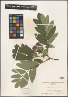 Sorbus aucuparia L. [family ROSACEAE]