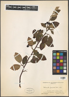 Cotoneaster foveolatus Rehder & E.H. Wilson [family ROSACEAE]