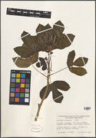 Jatropha podagrica Hook. [family EUPHORBIACEAE]