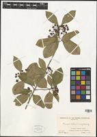 Euonymus fortunei (Turcz.) Hand.-Mazz. [family CELASTRACEAE]