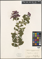 Lagerstroemia indica L. [family LYTHRACEAE]