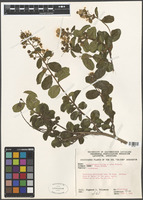 Lagerstroemia indica L. [family LYTHRACEAE]