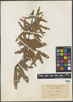 Quercus phellos L. [family FAGACEAE]